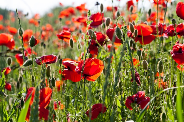 Red poppies that have begun to fade