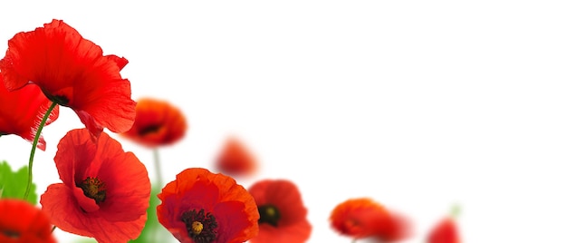 Red poppies over a white background. Border floral design for an angle of page. Closeup of the flowers with focus and blur effect