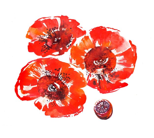 red poppies on a white background