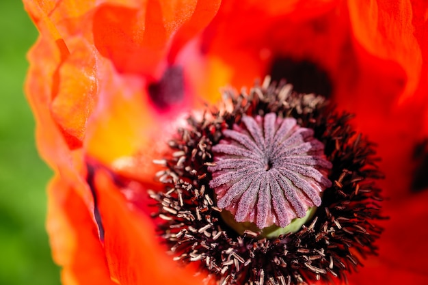 Red poppy close-up in the garden