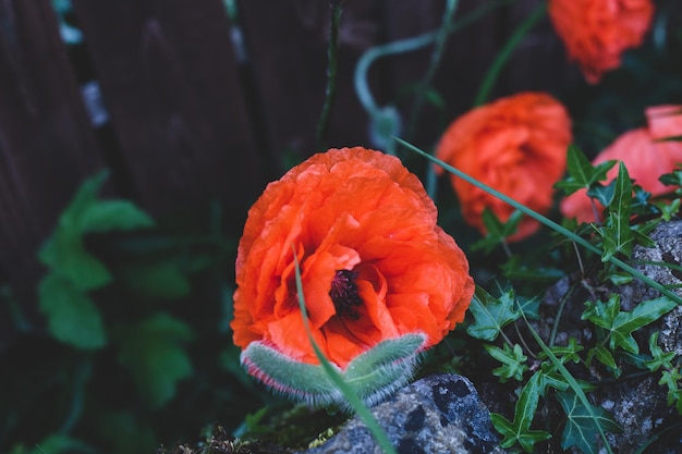 Red poppy closeup in the garden