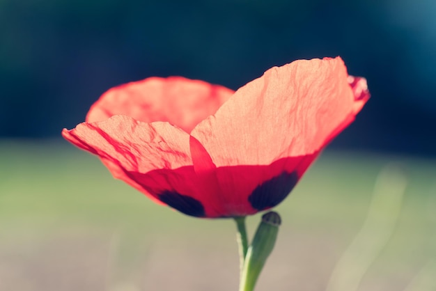 Red poppy flower on blurred background