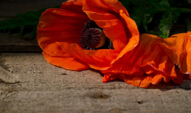 Red poppy flower on a dark wooden background red flowers photo with selective light