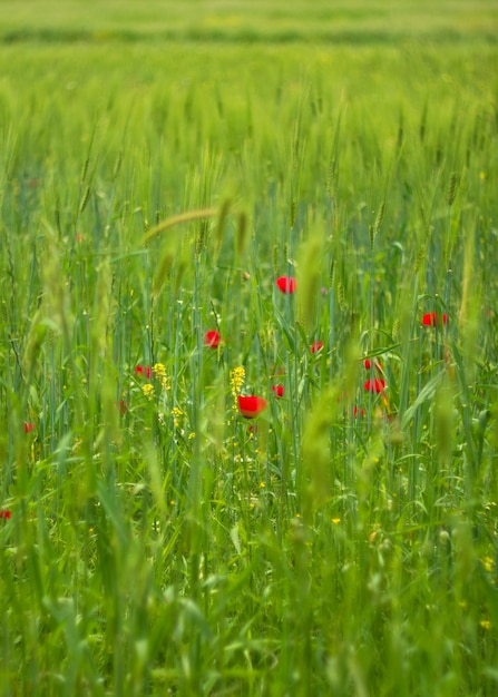 Red poppy flower among green grass on a Sunny day