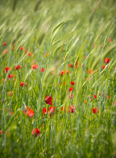 Red poppy flower among green grass on a Sunny day