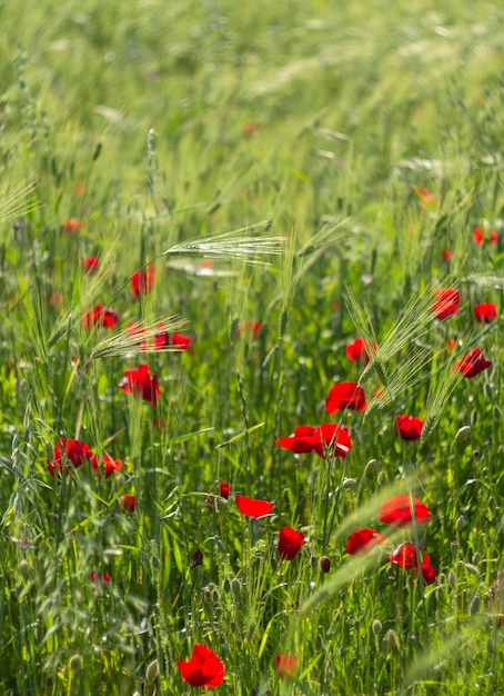 Red poppy flower among green grass on a Sunny day