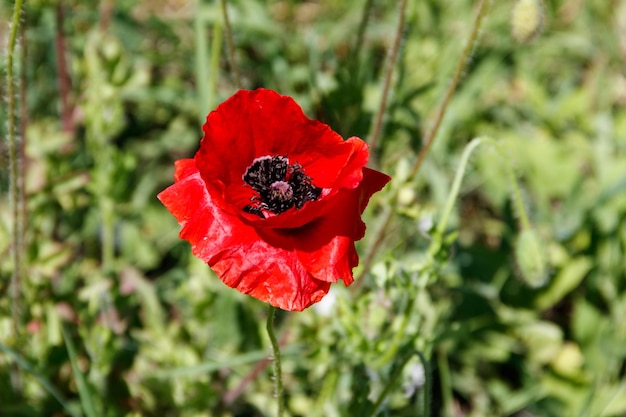 Red poppy flower on the green meadow