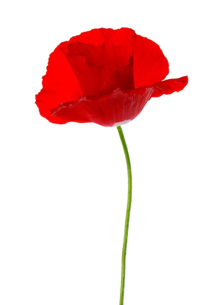 Red poppy flower isolated on a white background