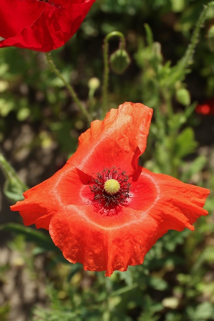 Red poppy flower on the lawn