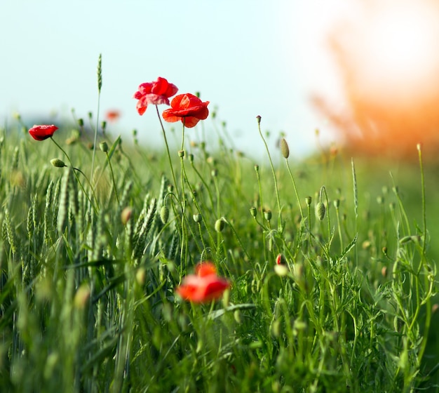 Red poppy flower in nature