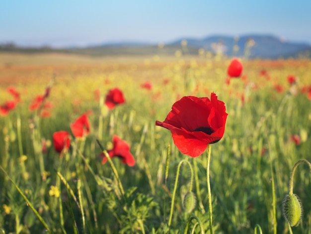 Red poppy flower portrait in meadow