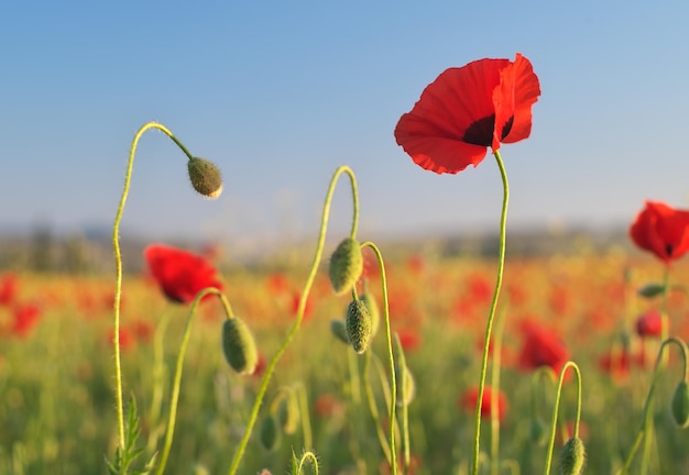 Red poppy flower portrait in meadow