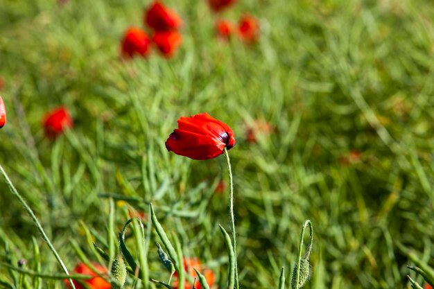 A red poppy flower in the spring season a beautiful red poppy flower in the field in the spring during flowering