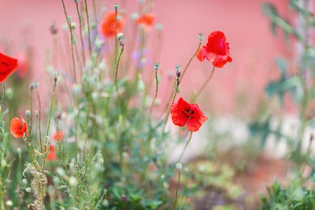 Red poppy flower surface