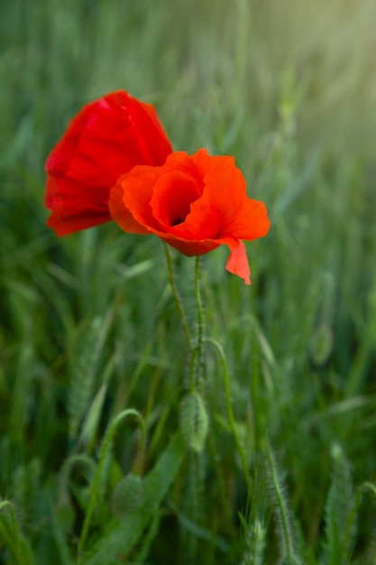 Red poppy flower on wild field Selective focus Soft light