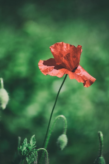 Red poppy flowers blooming in the green grass field floral natural spring background can be used as image for remembrance and reconciliation day