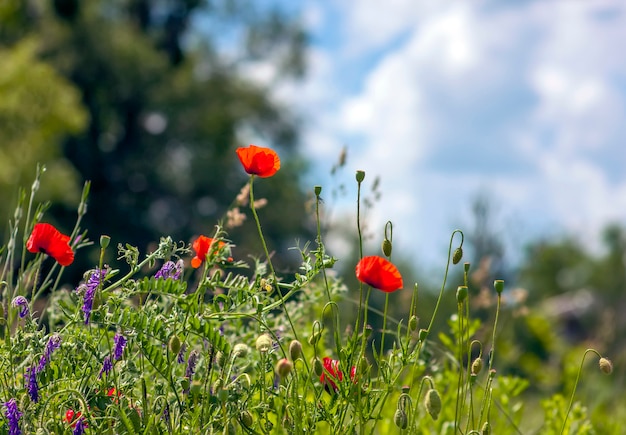 Red poppy flowers blurred background blue sky green grass