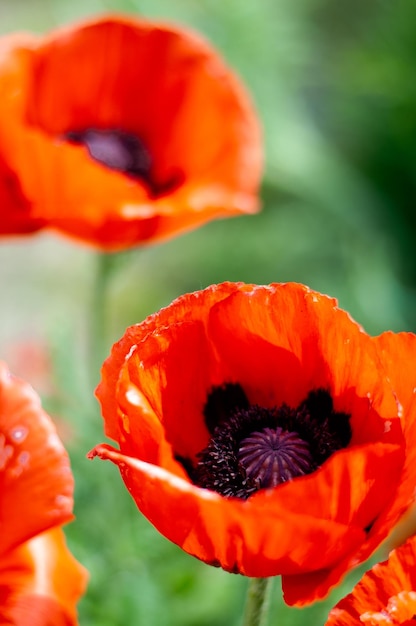 Photo red poppy flowers closeup beautiful red flowers with black middle