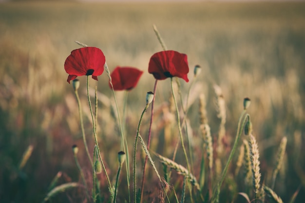 Red poppy flowers field, selective focus. vintage style