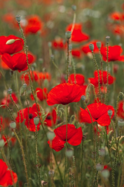 Red poppy flowers on the field Vertical