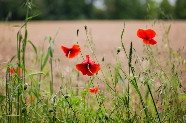 Red poppy flowers in a field