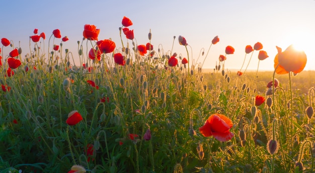 Red poppy flowers on a field