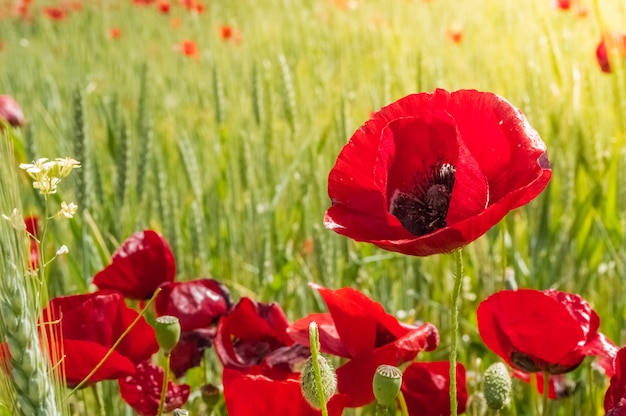 Photo red poppy flowers in the field