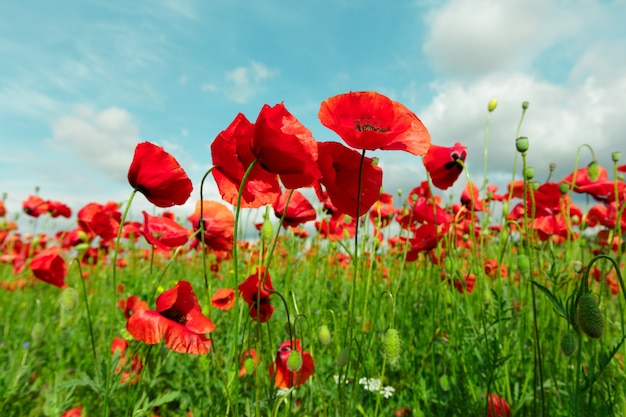 Red poppy flowers in a field