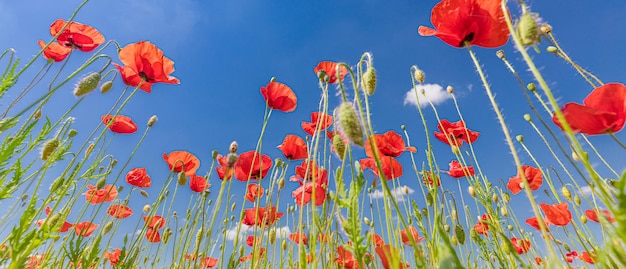 Red poppy flowers on sunny blue sky poppies spring blossom green meadow flowers idyllic nature