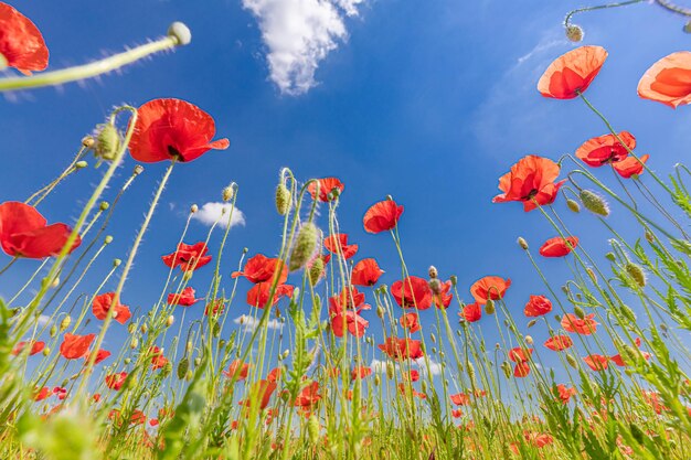 Red poppy flowers on sunny blue sky poppies spring blossom green meadow flowers idyllic nature