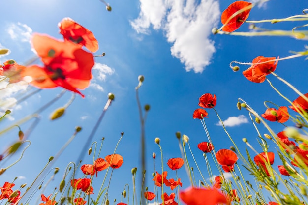 Red poppy flowers on sunny blue sky poppies spring blossom green meadow with flowers looking up