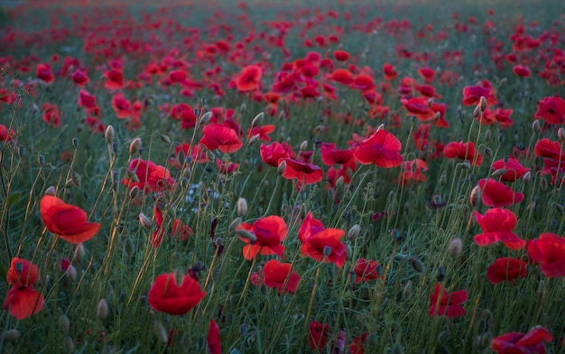 Red poppy flowers at sunset symbol of sleep peace and death national flower of albania and poland