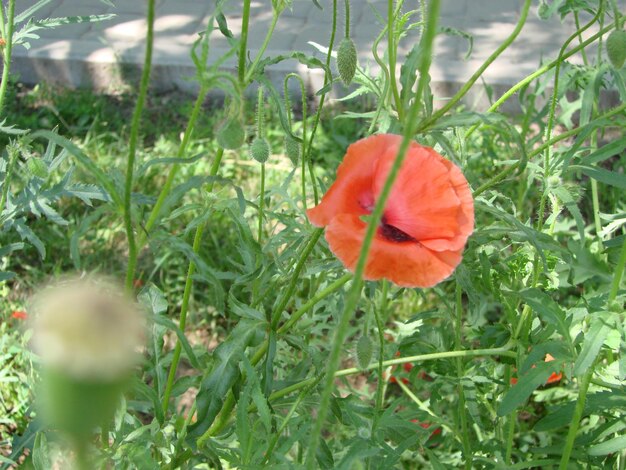 Red Poppy Flowers with a Bee and Wheat Fields on the Background Common Poppy Papaver rhoeas