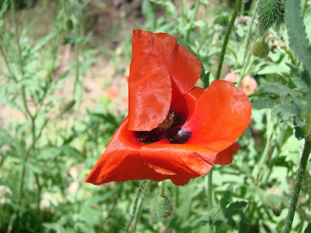 Red Poppy Flowers with a Bee and Wheat Fields on the Background Common Poppy Papaver rhoeas