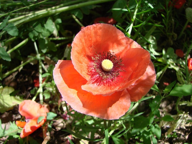 Red Poppy Flowers with a Bee and Wheat Fields on the Background Common Poppy Papaver rhoeas