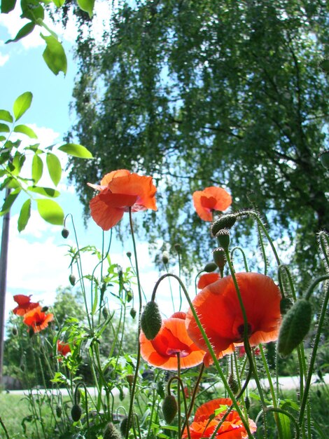 Red Poppy Flowers with a Bee and Wheat Fields on the Background Common Poppy Papaver rhoeas