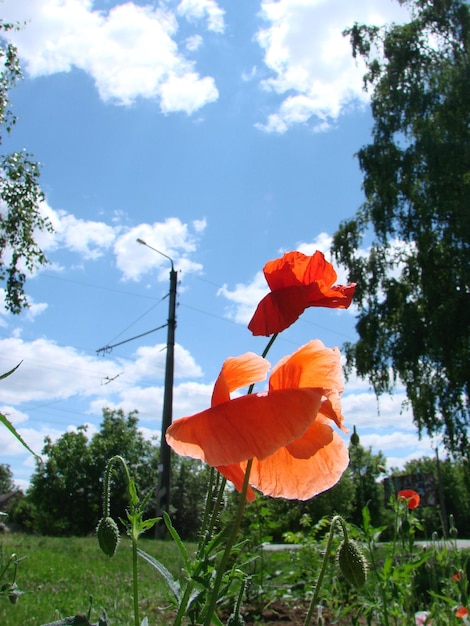 Red Poppy Flowers with a Bee and Wheat Fields on the Background Common Poppy Papaver rhoeas