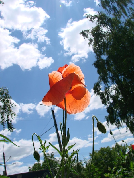 Red Poppy Flowers with a Bee and Wheat Fields on the Background Common Poppy Papaver rhoeas