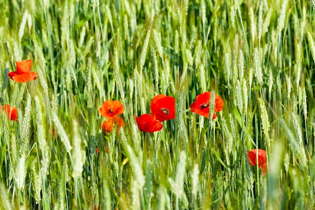 Red poppy flowers