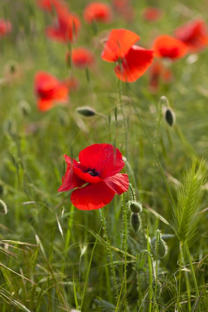 Red poppy in green field