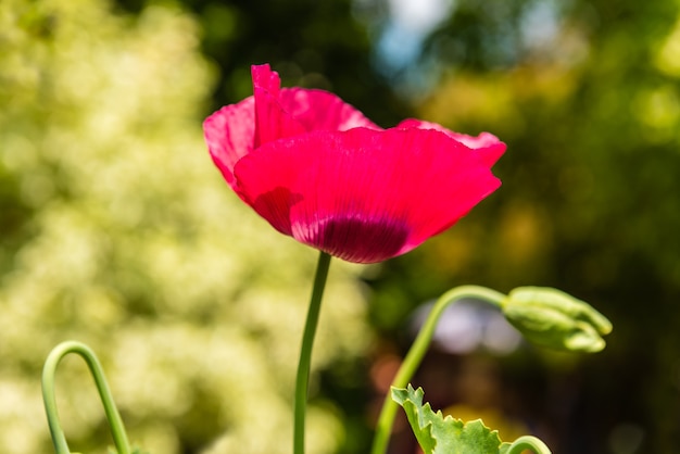 Red poppy in a summer meadow on sunny day. Horizontal shot