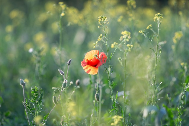 Red poppy on the summer meadow