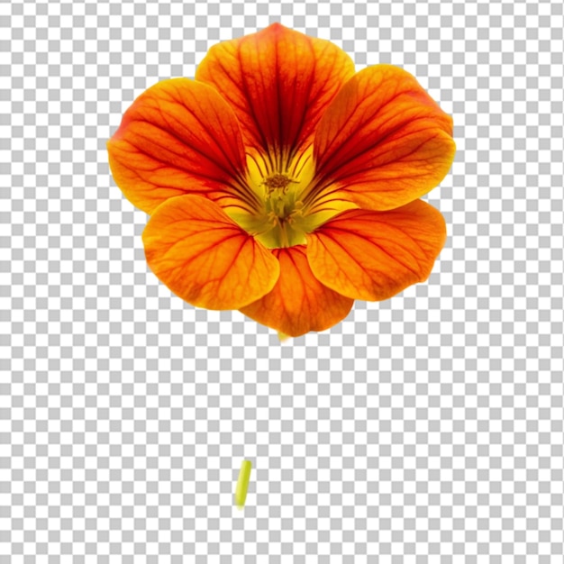 Red poppy in summer on transparent background