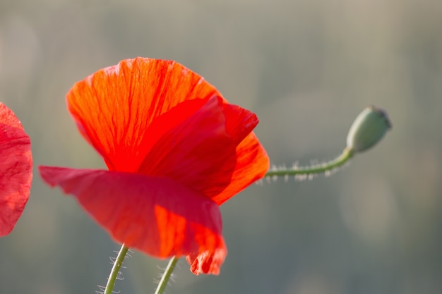 Red poppy on sunny field