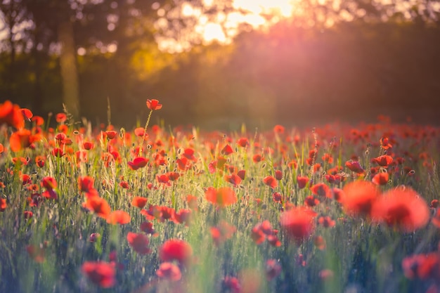 Red poppy on sunrise Poppy field on dawn light rays Beautiful wild flowers blurred nature foliage