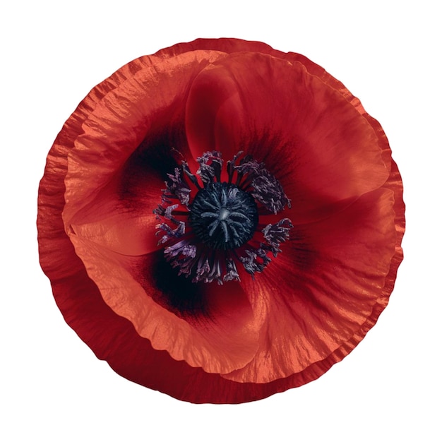 Photo red poppy with a dark center isolated on white background