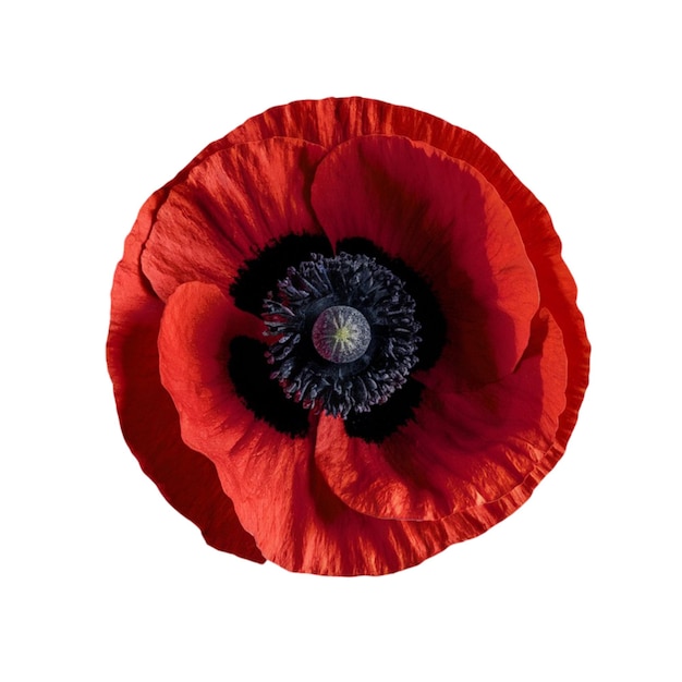 Photo red poppy with a dark center isolated on white background