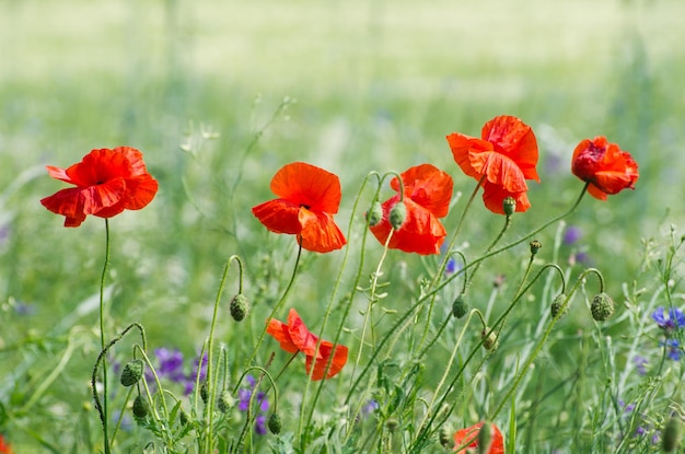 Red poppy