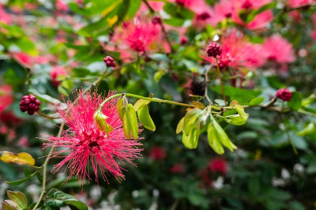 Red powderpuff flowers, calliandra haematocephala tree in the outdoor