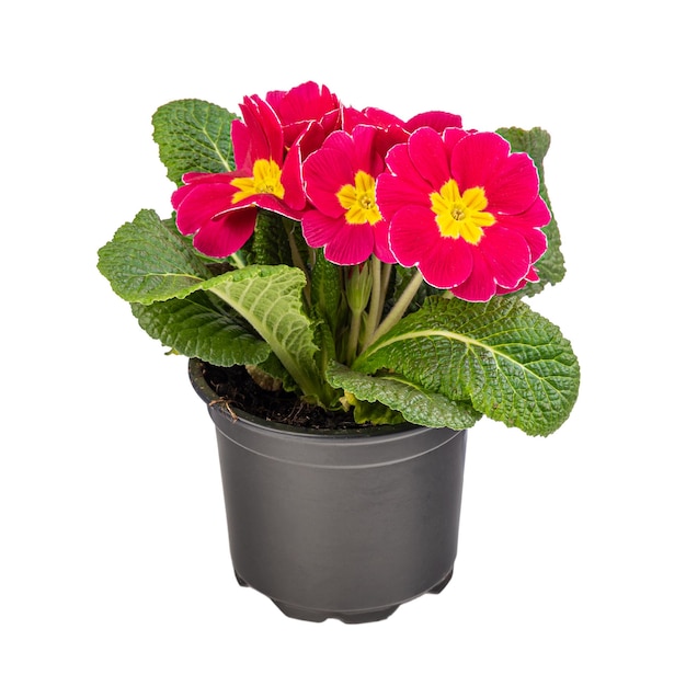 Red Primrose blossoming